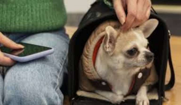 Se podrán trasladar animales domésticos en micros y trenes de larga distancia